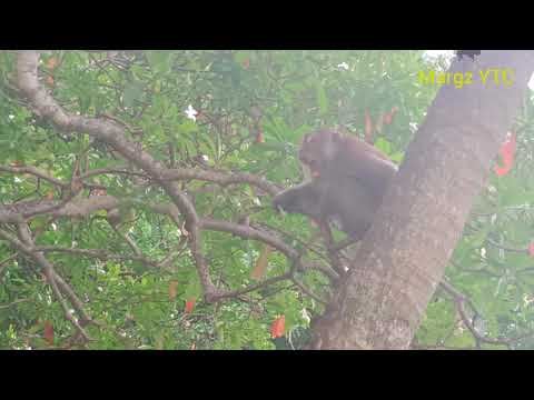 NAUGHTY MONKEY TEASING MY DOG #monkey #dogs by@Margz YTC