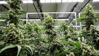 Can cannabis regulators end the croptober crisis.
