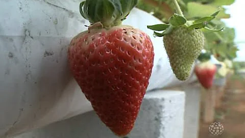 O que é morango hidropônico?