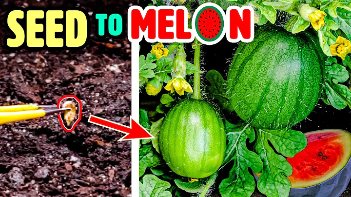 Growing Watermelon Plant Time Lapse - Seed to Fruit (110 Days) - DayDayNews
