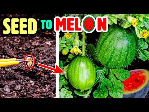 Growing Watermelon Plant Time Lapse - Seed To Fruit