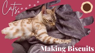 Funny Cats Making Biscuits, Cats Kneading with Relaxing Music - Part 7 by Cats are Jerks 54 views 1 year ago 10 minutes, 16 seconds