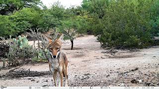 CAPTIVATING TUCSON WILDLIFE HIGHLIGHTS