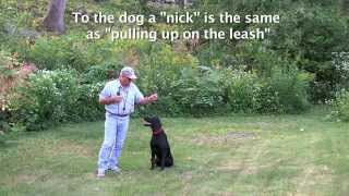 Collar Conditioning for All Breeds