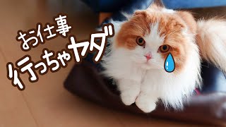 パパをお仕事に行かせたくない猫の行動がかわいすぎた…