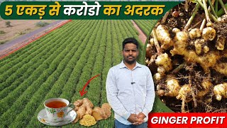 अदरक🫚 के खेती से मालामाल 💯🔥Ginger🫚 Farming | Good Income Farming | New Agriculture Technique 👌