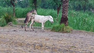 Supper murrah Donkey mating and horse mating first time  successful mating