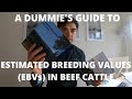 A DUMMIE'S GUIDE TO ESTIMATED BREEDING VALUES (EBVs) IN BEEF CATTLE | TECHNICAL #6