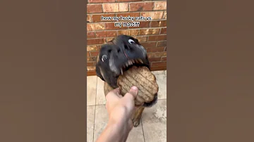 Bridget likes food slightly more 😂 #dogs #englishmastiff #husky