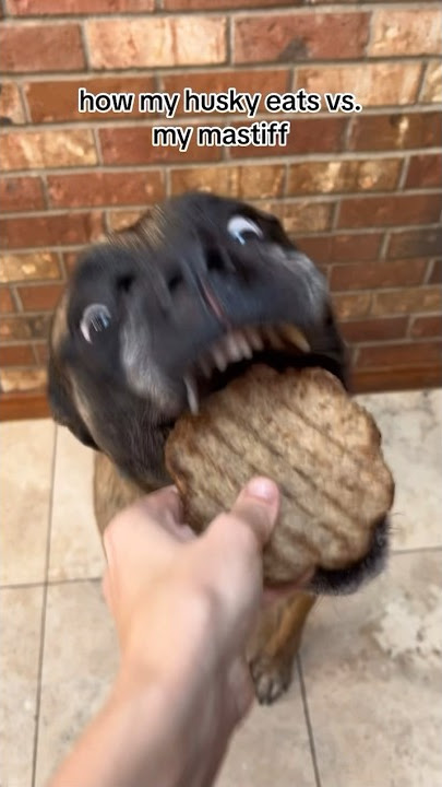 Bridget likes food slightly more 😂 #dogs #englishmastiff #husky