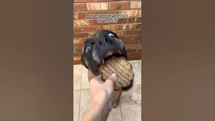 Bridget likes food slightly more 😂 #dogs #englishmastiff #husky - DayDayNews