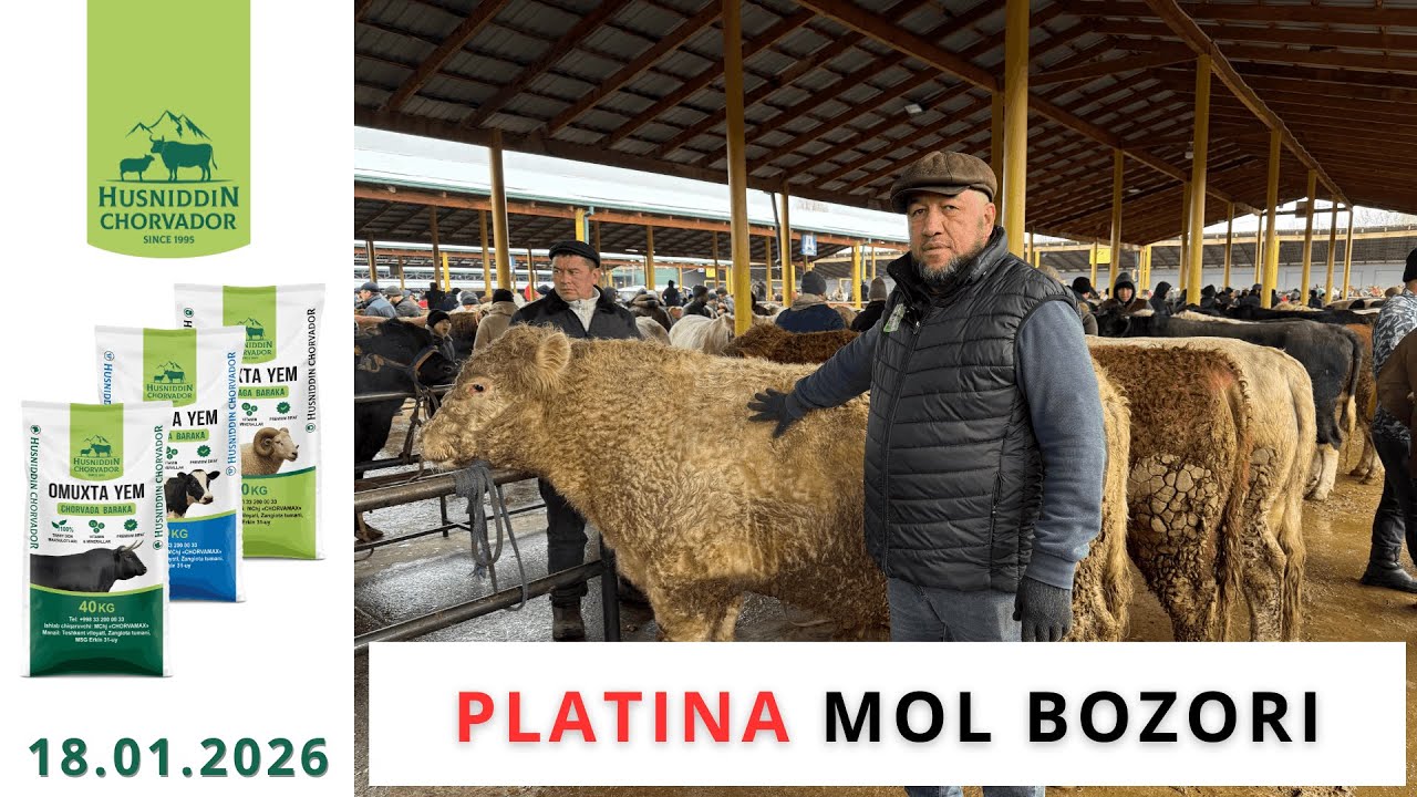 PLATINA Mol Bozori - Buqalar narxi 18.01.2026. Chorvador Husniddin!