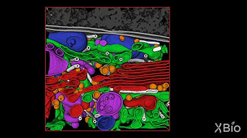 A 3-D Cell Reconstructed with Electron Microscopy