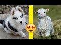 Cute Baby Animals That Will Make You Go 'Aww' ~ PART 2