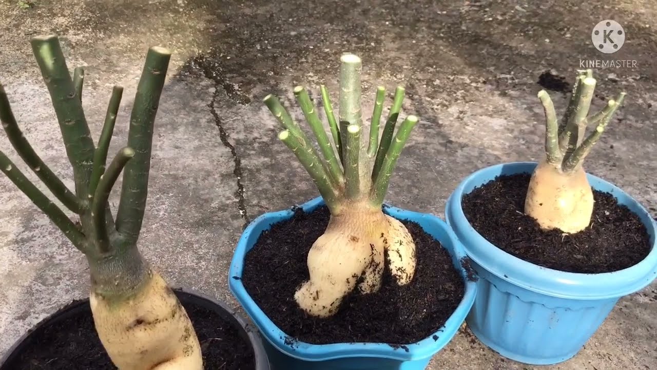 Paano gawing malaki ang caudex ng inyong adenium plant | Bonsai adenium @Miraclesvlogbymelahardinera