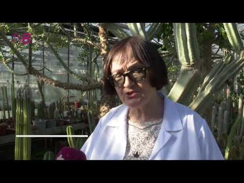 Video: Semiluna Arabă. Grădină Botanică Climatică Artificială Cu Acoperiș ETFE
