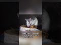 💀 Что будет, если человек перестанет спать навсегда?