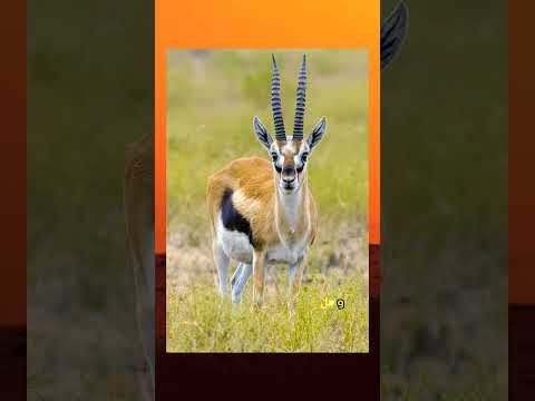 هل تعلم عن الحيوانات معلومة قصيرة ج4 اختبر معلوماتك 