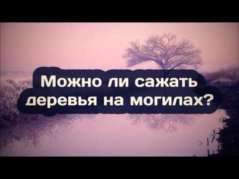 Ринат Абу Мухаммад׃ Можно ли сажать деревья на могилах?