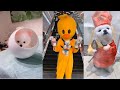 Tik Tok Chó Phốc Sóc Mini | Funny and Cute Pomeranian Videos #Shorts