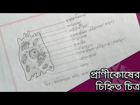 ভিডিও: কোষ স্তর