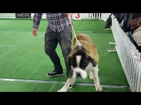 სენბერნარი გამოფენაზე