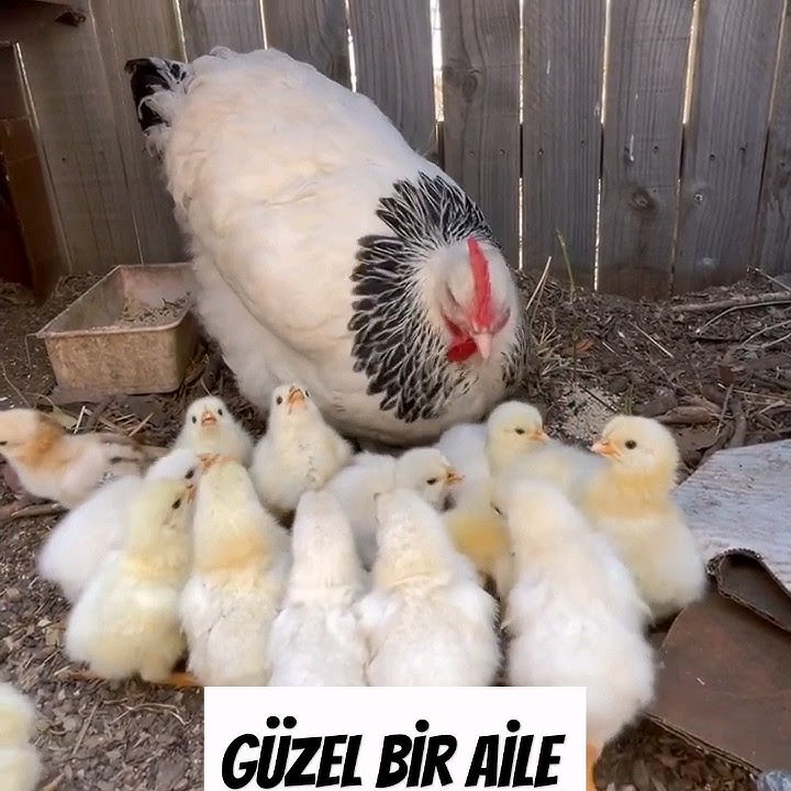 light sussex ve civcivkeri