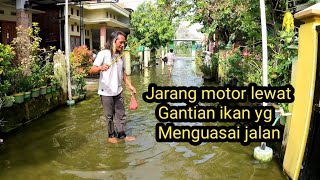 Gak masuk akal, tapi memang ada!! banyak ikan berkeliaran di jalan