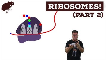 Ribosomes!  (Part 2)