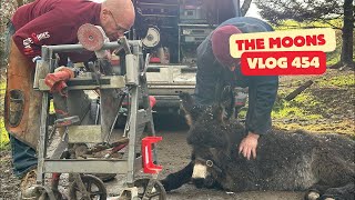 Tiny Tim update & a difficult few days 
