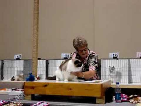 Rag" Time in Kansas City Cat Show Michicatz Gideon Meows-AL