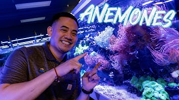 HOE U ANEMONEN IN UW AQUARIUM KUNT SELECTEREN, INTRODUCEREN EN VERZORGEN | INLEIDING TOT ANEMONEN