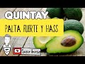 Como sembrar PALTA Hass y Fuerte | Comunidad campesina de Quintay - Sayán Turístico (AGUACATE)