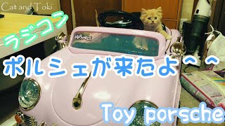 ラジコンのポルシェ来たよ！スポーツカー玩具｜可愛い猫動画 catboy cat videos Porsche,a radio-controlled passenger,sports car toy