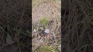 Persistent Native Plants: Yarrow (Achillea millefolium) Spring Update 🌿#nativeplants