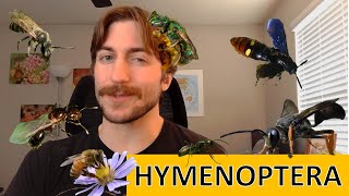 Hymenoptera: Ants, Bees, Wasps, Sawflies - Order Spotlight