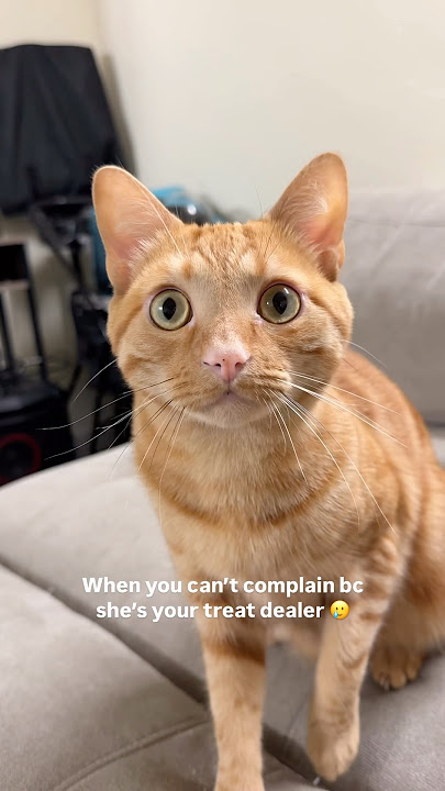 Send halp pls 😭 audio: thedemmishow1 / TT #catmom #catlife #funny #cat #shorts #viral