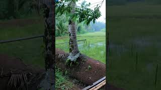 Pedesaan Sunda Yang Sejuk Saat Hujan Turun Di Pagi Hari shorts