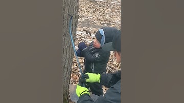 Tapping Maple Trees for Maple Syrup #waylonsworld #homemade #homestead