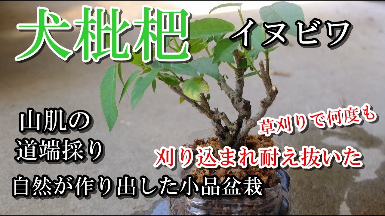犬枇杷】草刈りで何度も刈り込まれ耐え抜いたイヌビワ、まるで自然が