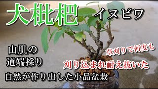 犬枇杷】草刈りで何度も刈り込まれ耐え抜いたイヌビワ、まるで自然が