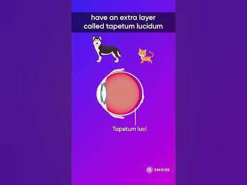 Why do animals' eyes glow at night? | Interesting Facts | Ankana Ma'am
