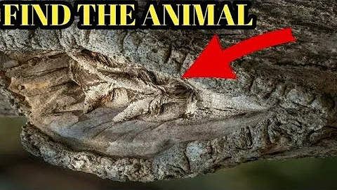Only 1% People Can Find All The Hidden Animals In These Pictures | Spot The Hidden Animals