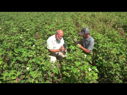 Vidéo: Traitement de la flétrissure verticillienne de la fraise : comment contrôler le champignon de la flétrissure verticillienne de la fraise