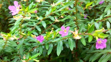 Micromax Canvas 2 plus A110Q Sample Video HD