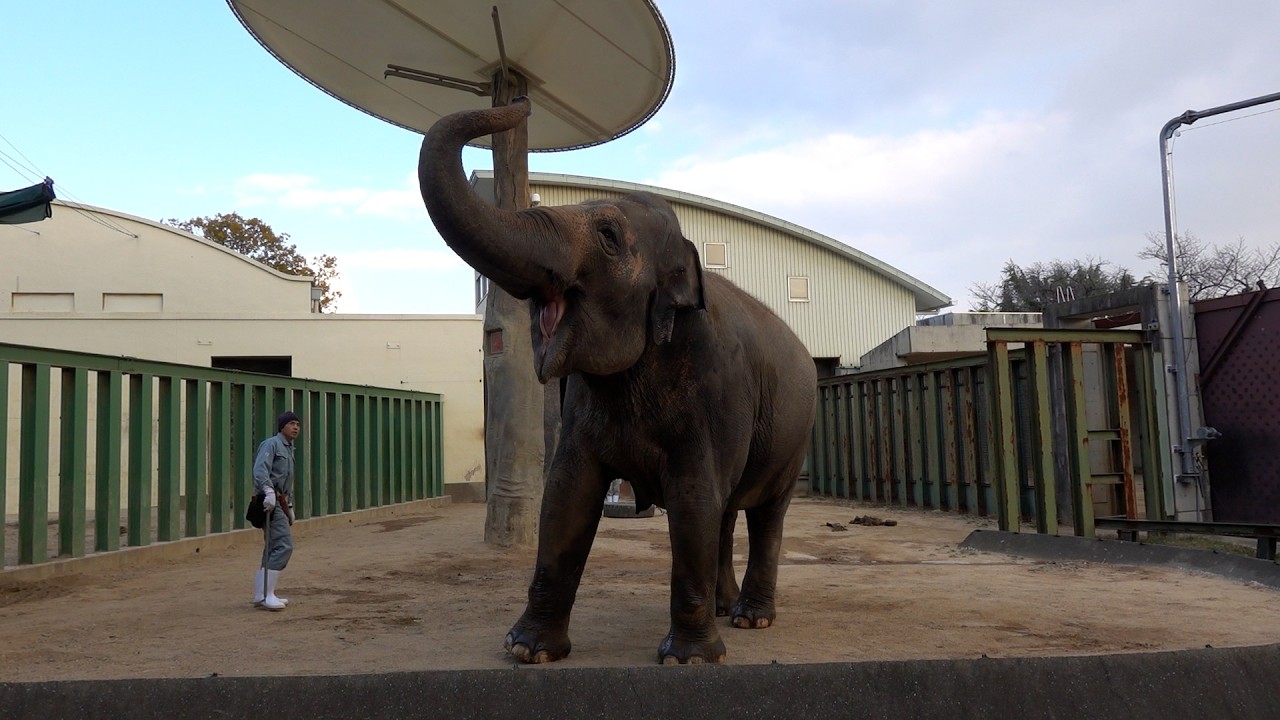 2026.01.27 15:27 ズゼ トレーニング（爪のお手入れ、伏せ、お座り
