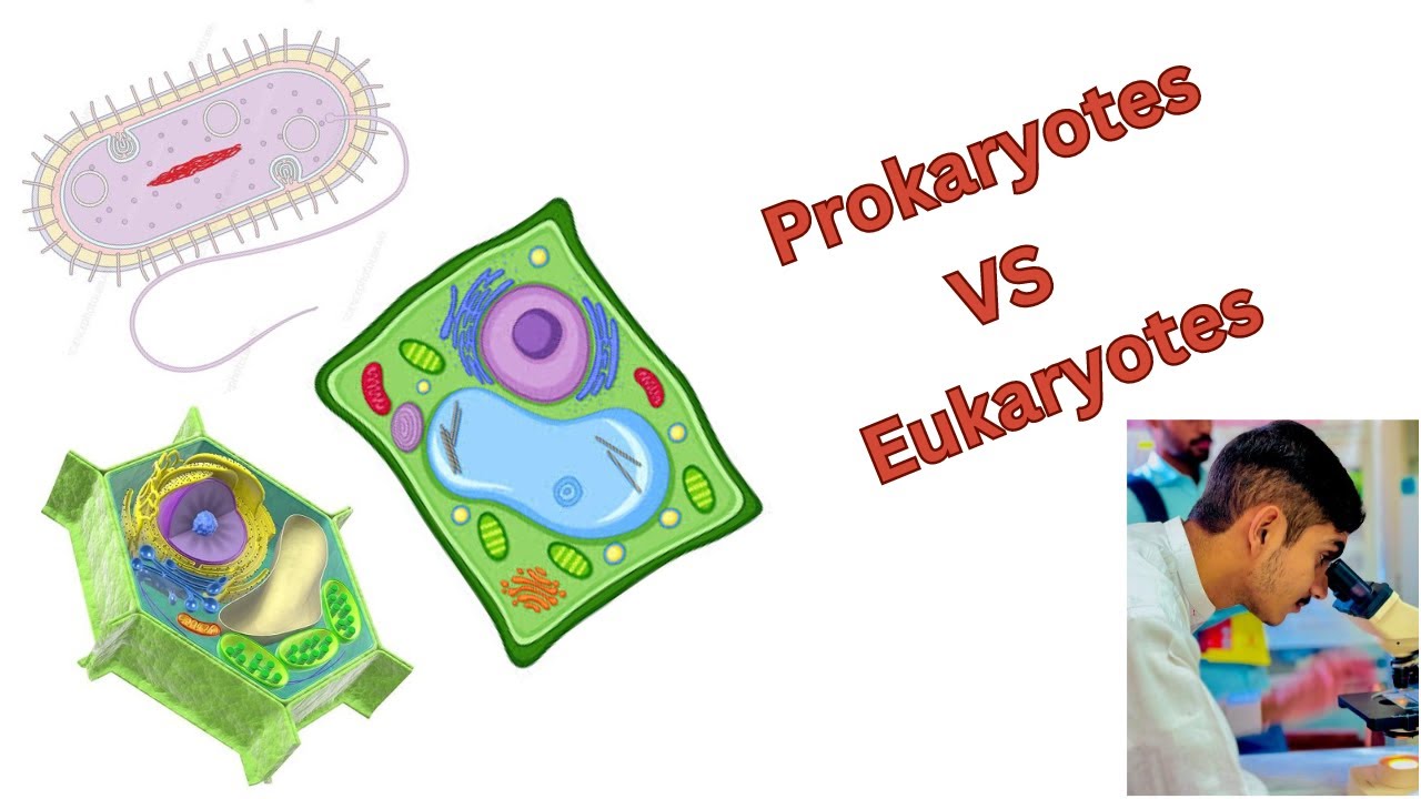 Prokaryotes VS Eukaryotes || Prokaryotic VS Eukaryotic cells - YouTube