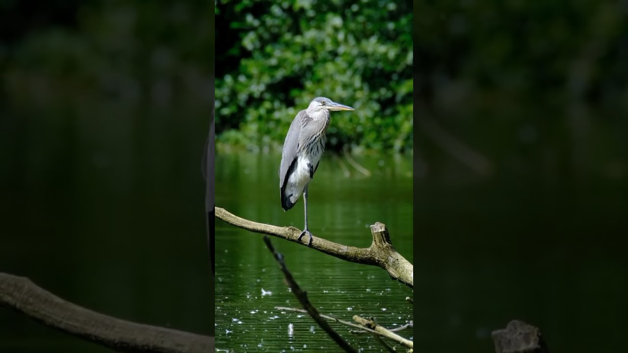 Heron | Order: Pelecaniformes Suborder: Ardei Family:Ardeidae