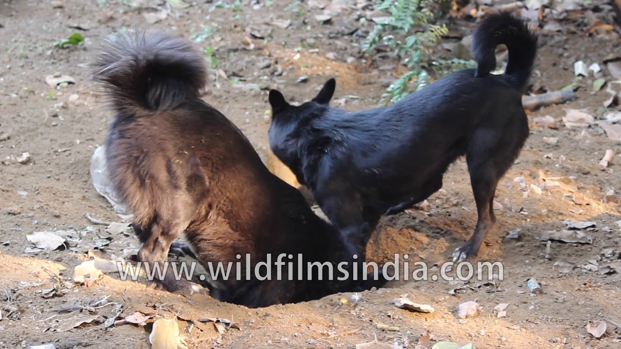nepal flag Bhutia dog puppies dig a hole for fun...