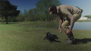 Duck Dog Tip of the Week: Puppy Retrieves